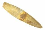 Fossil Spinosaurus Tooth - Real Dinosaur Tooth #268303-1